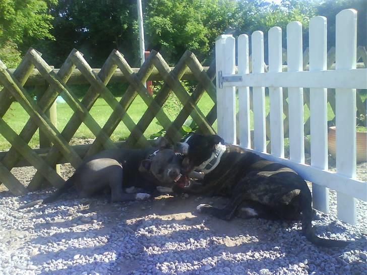 Amerikansk staffordshire terrier Shaggy*solgt og savnet* - Mig og min gode legekammerat elsker on god legetime ;D billede 8