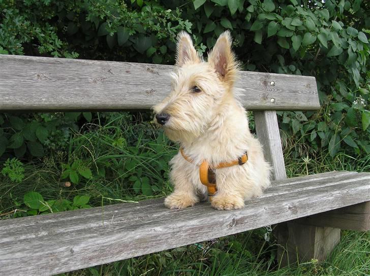 Skotsk terrier Whisky Best of Scotties  - et lille hvil efter en lang tur Sundet rundt billede 1