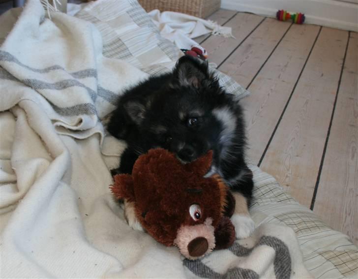 Finsk lapphund ~ Mols Bjerges Zola ~ - Zola og Koda, hans bedste bamse :) billede 15