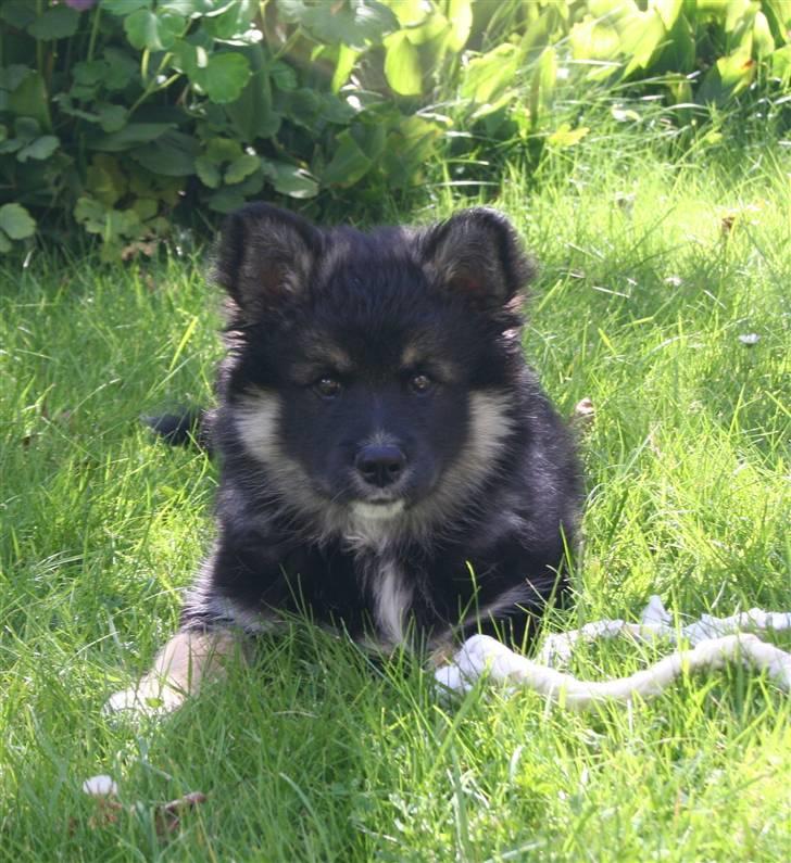 Finsk lapphund ~ Mols Bjerges Zola ~ - <3 <3 <3 10 uger gammel <3 <3 <3 billede 16