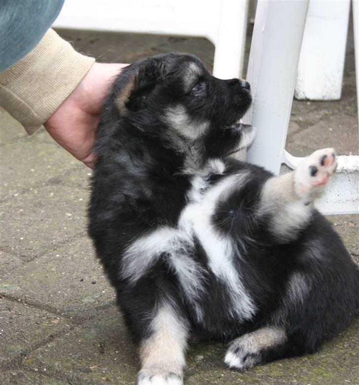 Finsk lapphund ~ Mols Bjerges Zola ~ - Præcis en måned gammel billede 17