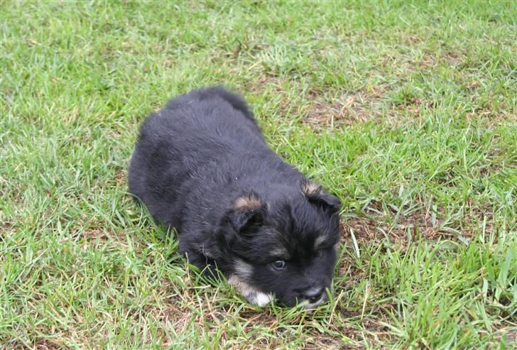 Finsk lapphund ~ Mols Bjerges Zola ~ - Nu er jeg træt. Præcis en måned gammel billede 18