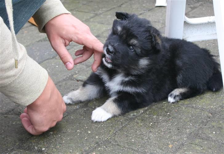 Finsk lapphund ~ Mols Bjerges Zola ~ - Arg..jeg elsker at bide. Præcis en måned gammel billede 19