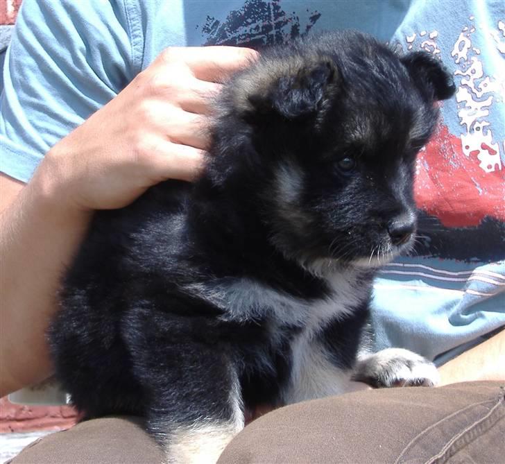 Finsk lapphund ~ Mols Bjerges Zola ~ - Så fin. 6 uger gammel. billede 20