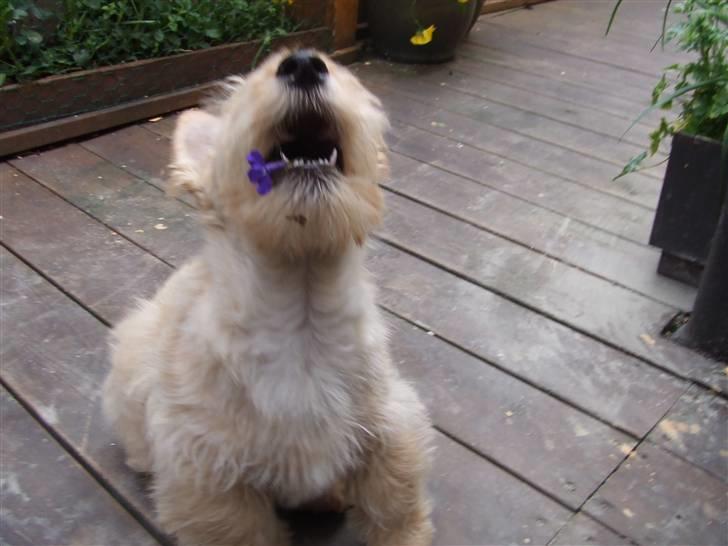 Skotsk terrier Whisky Best of Scotties  - hej Mor en blomst til mors dag. billede 4