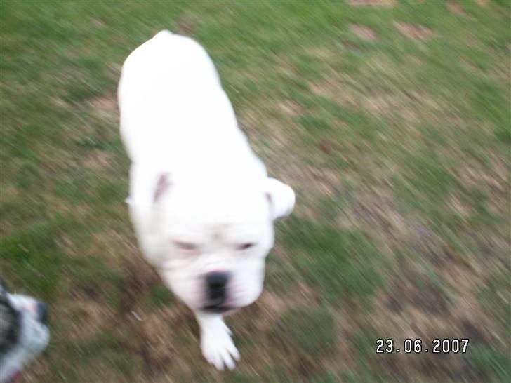 Amerikansk bulldog ozzy osbourne - bliv dog stående mor billede 13