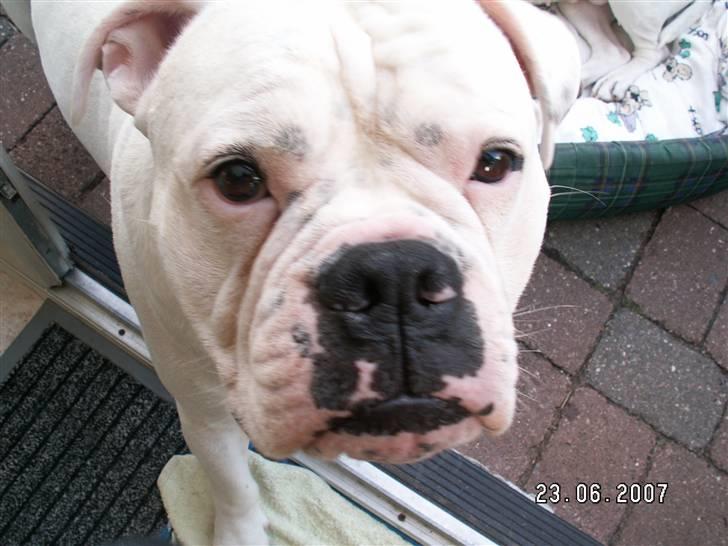 Amerikansk bulldog ozzy osbourne - gi´r du en godbid mor billede 14