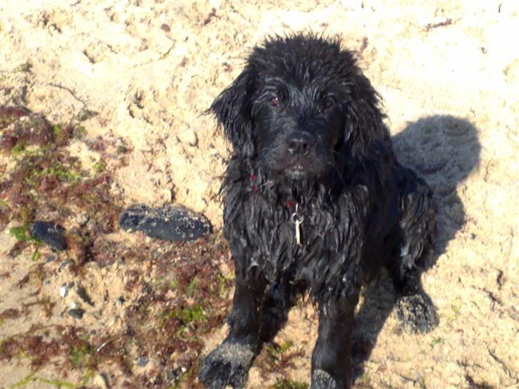 Newfoundlænder Aya billede 14