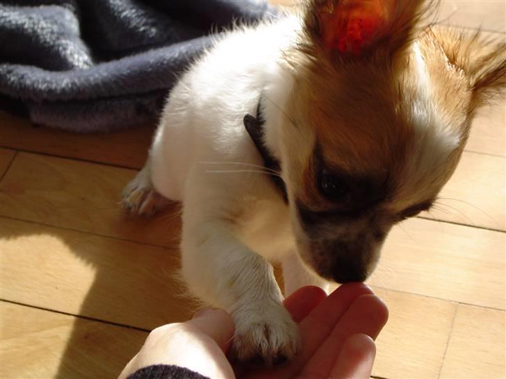 Chihuahua Niño - OK så gi´r jeg pote...men så gi´r du mig osse den godbid bagefter!!!! billede 9