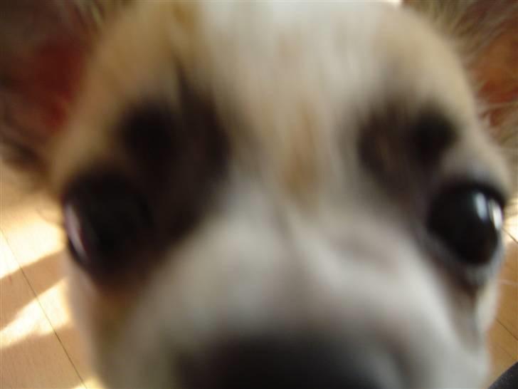 Chihuahua Niño - BØH!!! billede 10