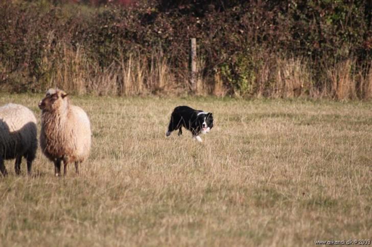 Border collie Hyrdegården Amillo - Indi - der hvor han elsker at være billede 1