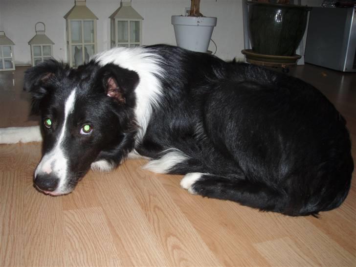 Border collie Hyrdegården Amillo - Mener du virkelig jeg skal blive liggende?? billede 2