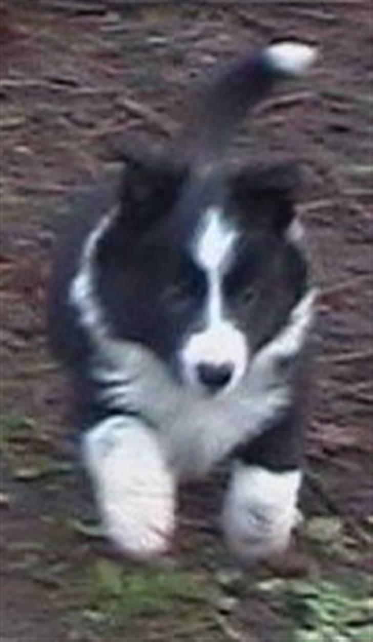 Border collie Hyrdegården Amillo - Nu kommer jeg! billede 3