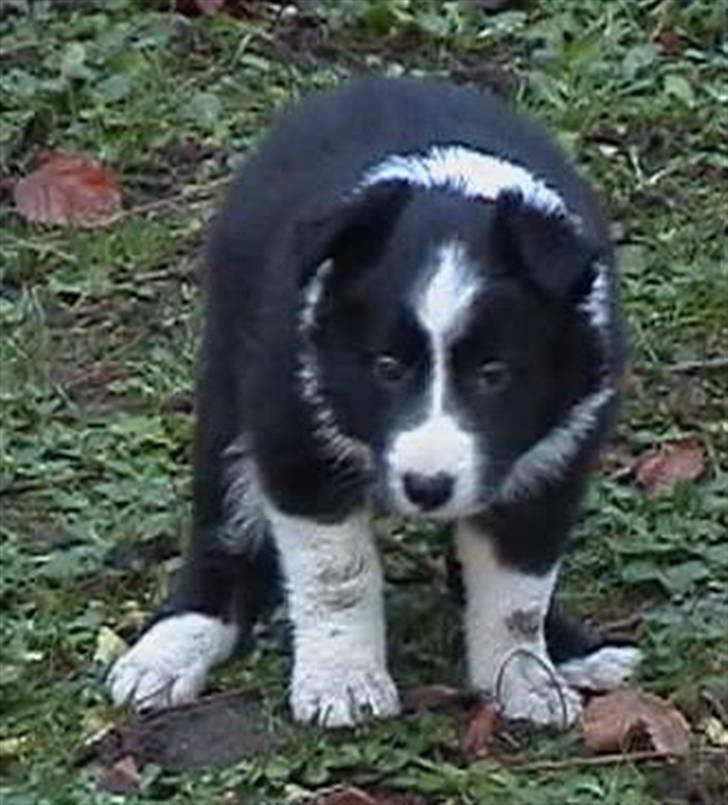 Border collie Hyrdegården Amillo - Når man skal .. så skal man.. billede 4
