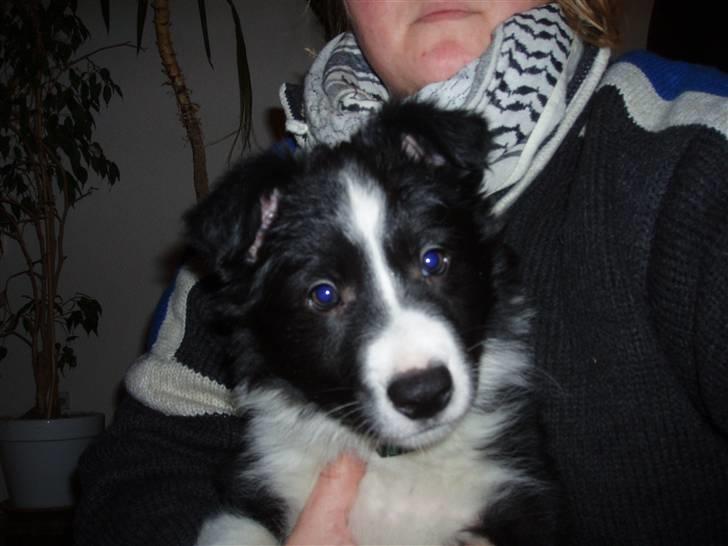 Border collie Hyrdegården Amillo - Hvem er du? billede 5