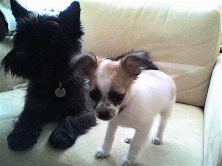 Chihuahua Niño - Hvis jeg nu står op, ser jeg jeg så ik næsten lige så stor ud som Balder!?! billede 11