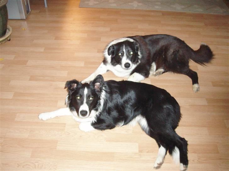 Border collie Dallas - Dallas og Indi juni 07 billede 13