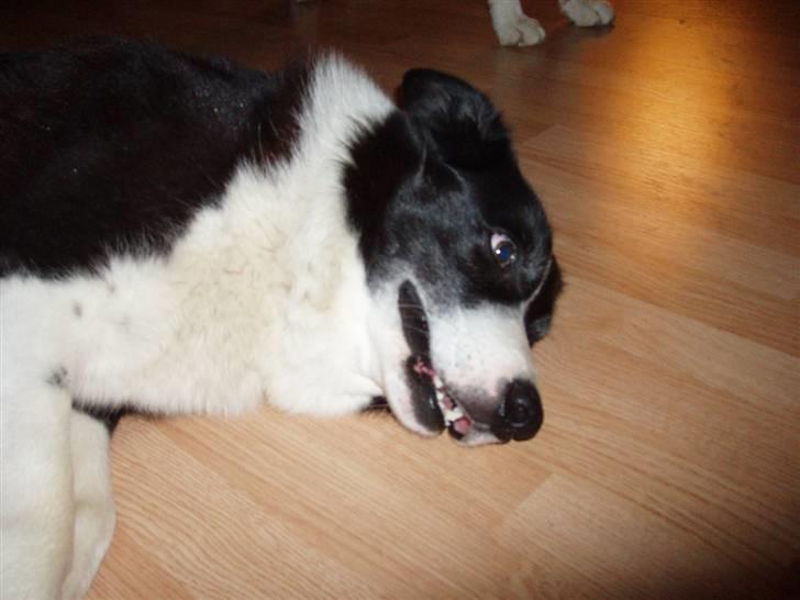 Border collie Dallas - Dallas juni 07 billede 14