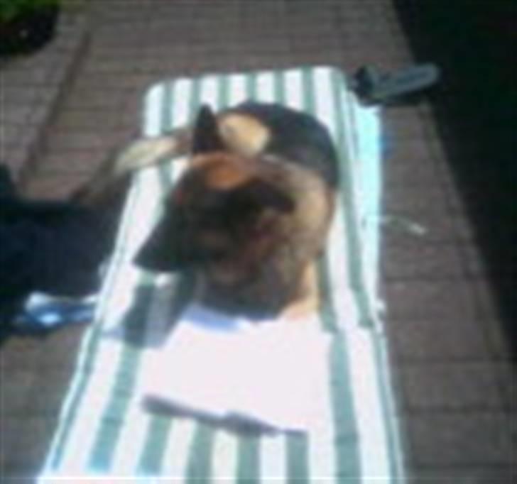 Schæferhund Tasso billede 13