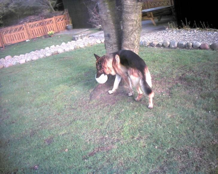 Schæferhund Tasso billede 14