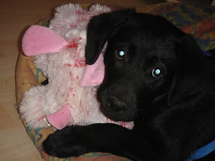 Labrador retriever Covie - Undskyld mig, men hvad har du gang i Sandra? Klokken er 6 om morgenen, og jeg skulle bare ud og sniffe lidt omkring i haven *gab*, billede 6