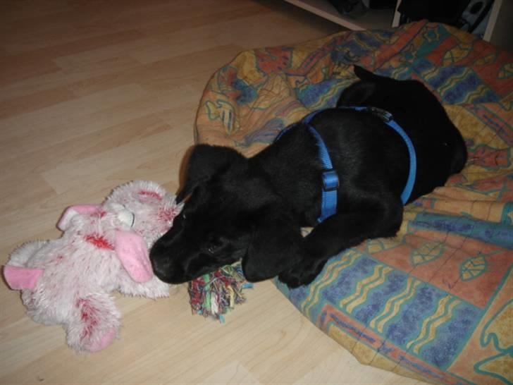 Labrador retriever Covie - Uf, hvad skal jeg vælge? Den eller den? - Det må blive min seje lyserøde bamse! billede 7