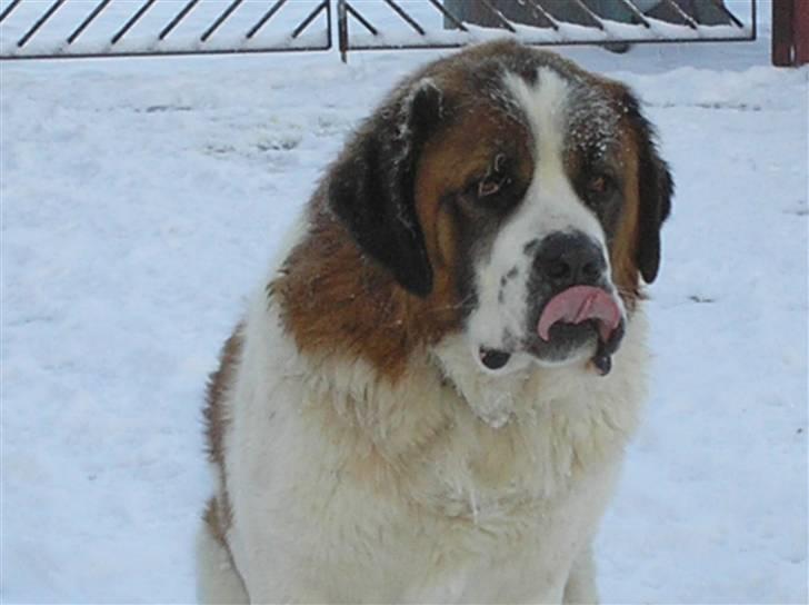 Sankt bernhardshund brutalis - gi mig nu den kiks billede 1