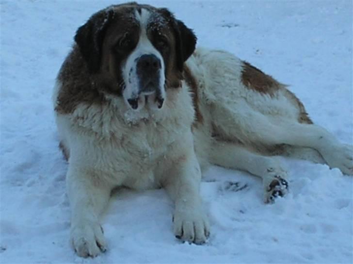 Sankt bernhardshund brutalis billede 2
