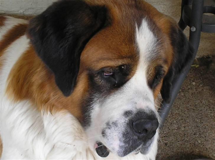 Sankt bernhardshund brutalis billede 3