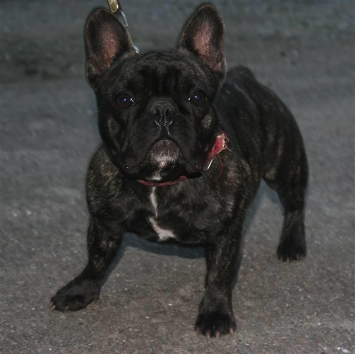 Fransk bulldog Sophus - Her er min mor Alma - hun er Nordic Junior Champ.2005 billede 7