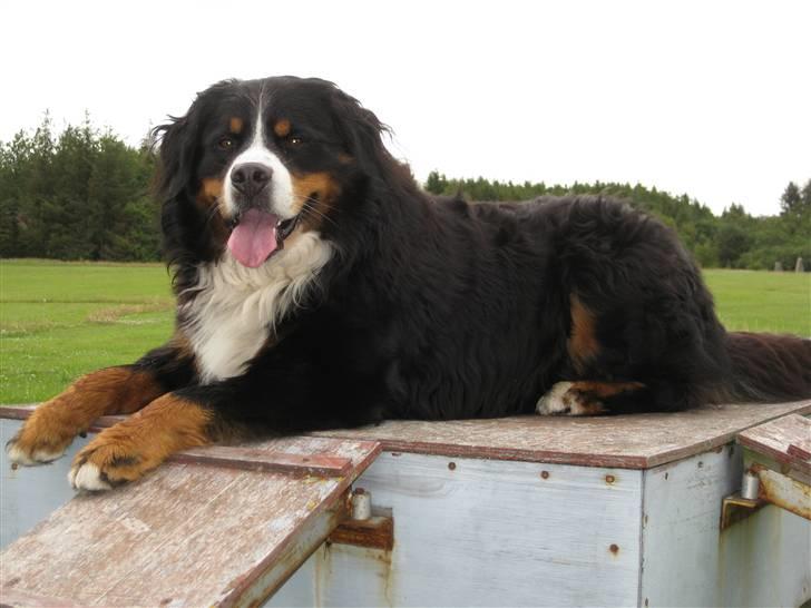 Berner sennenhund BASTIAN - Er jeg ikke sød. Bastian 6 mdr. billede 1