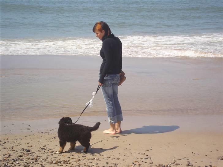 Berner sennenhund BASTIAN - Her er jeg ved stranden for første gang. 3 mdr. gammel... ad vand!!! billede 2
