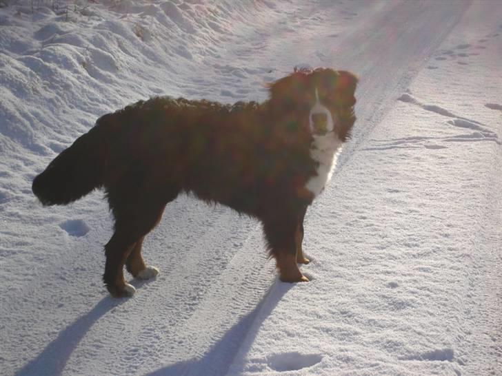 Berner sennenhund BASTIAN - Første jul Bastian oplever-Sne er så skjovt!! billede 3