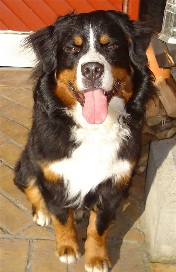 Berner sennenhund BASTIAN - Åhh det er skønt at sidde her en forårsdag!!! :D billede 4