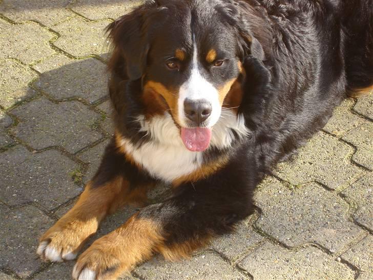 Berner sennenhund BASTIAN - Fliserne er dejlig kolde når det er varmt udenfor.. Bastian hygger sig i sin gård!! billede 5