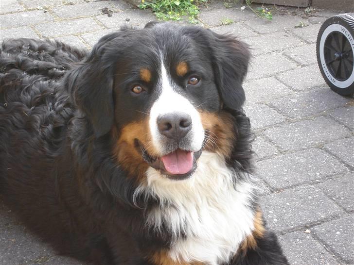 Berner sennenhund BASTIAN - HEY MOR :D billede 6