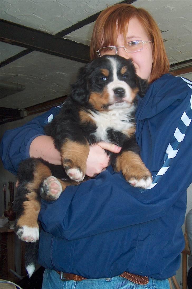 Berner sennenhund BASTIAN - Lea og Bastian, Bastian 2 mdr. gammel billede 7