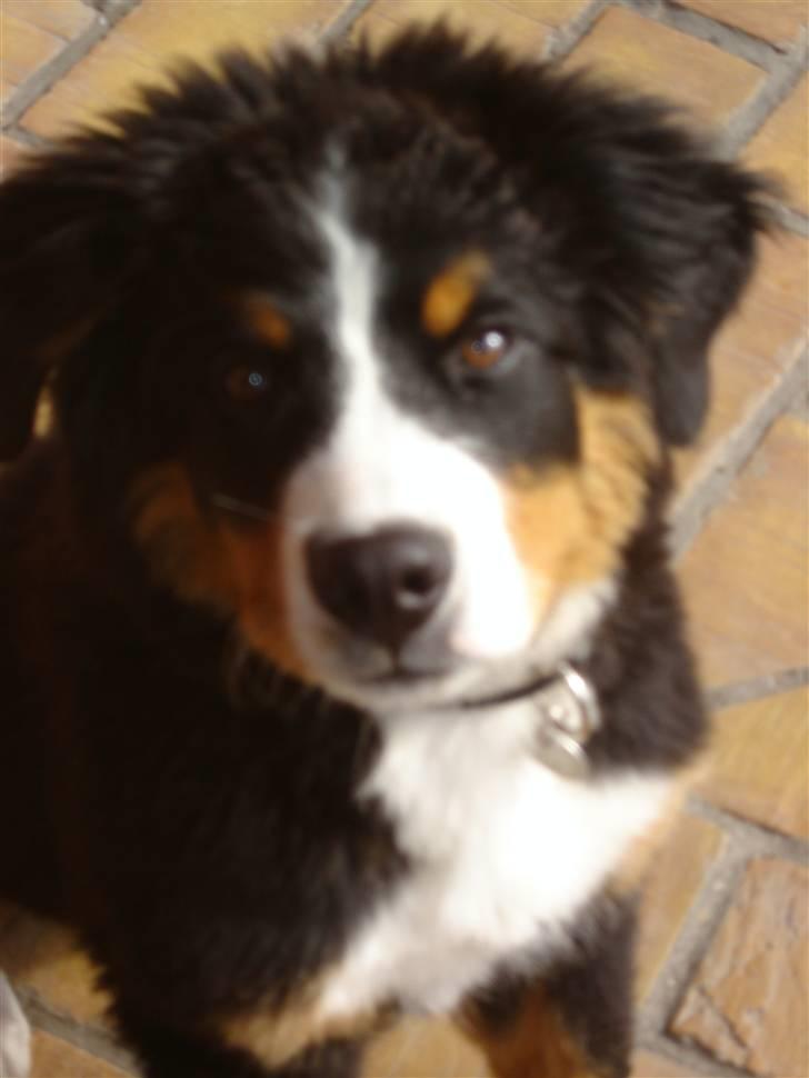 Berner sennenhund BASTIAN billede 8