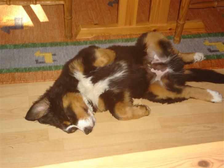 Berner sennenhund BASTIAN - ZZZZZ.... En dejlig lur på ryggen! billede 9