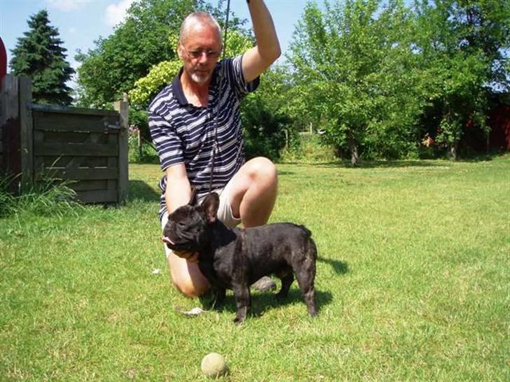 Fransk bulldog Sophus - Her er min far Masimo - han bjæffer ungarsk - "Farfar" viser ham frem billede 8