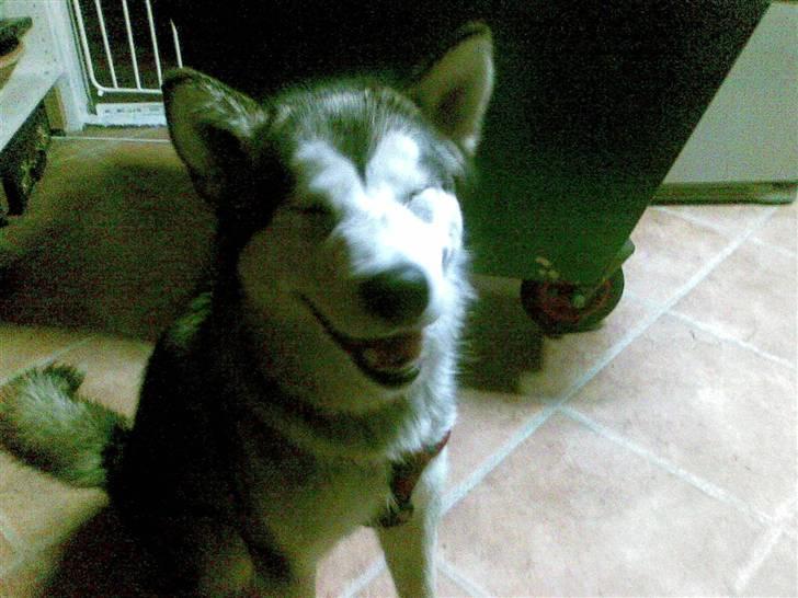 Alaskan malamute Nukka - he he det er nok sjovt billede 7