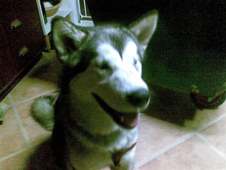 Alaskan malamute Nukka - ja der er nogt ved det *G*  billede 8