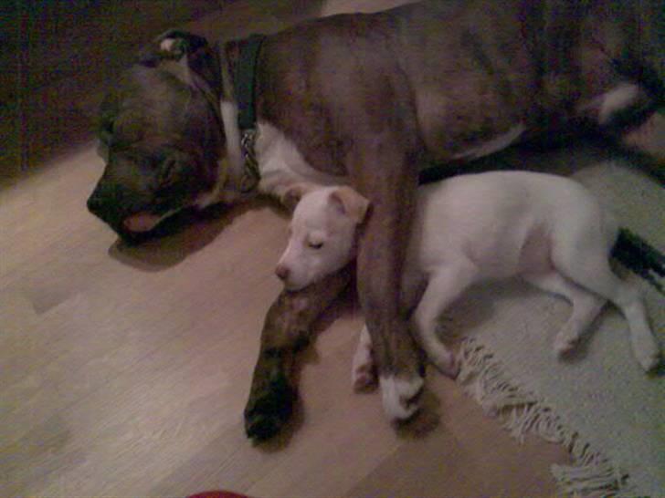 Blanding af racer Rexo~Jensen~ billede 1