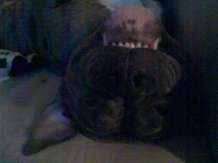 Blanding af racer Rexo~Jensen~ billede 2