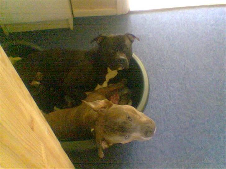 Blanding af racer Rexo~Jensen~ billede 4