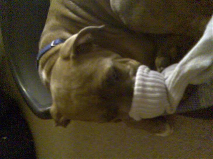 Blanding af racer Rexo~Jensen~ billede 5