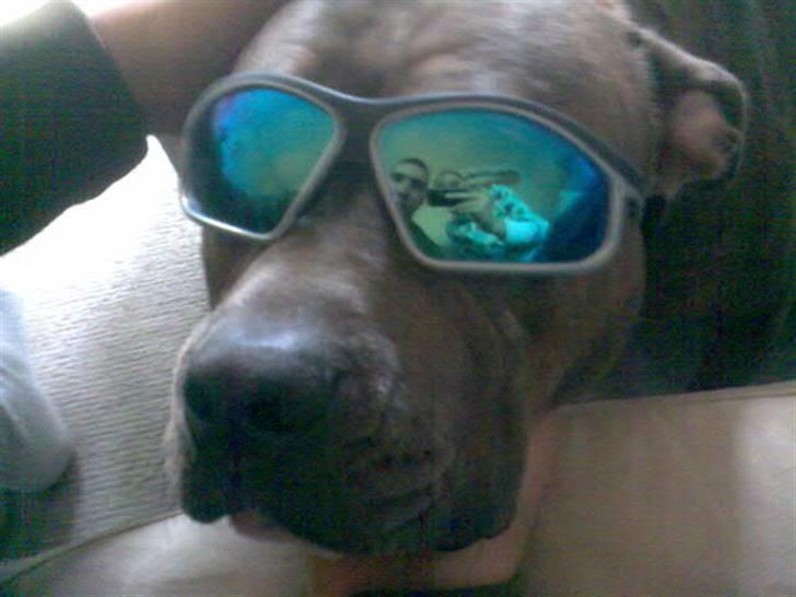 Blanding af racer Rexo~Jensen~ billede 6