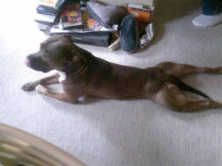 Blanding af racer Rexo~Jensen~ billede 7