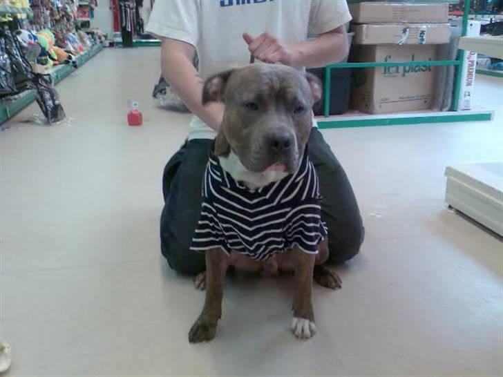 Blanding af racer Rexo~Jensen~ billede 8