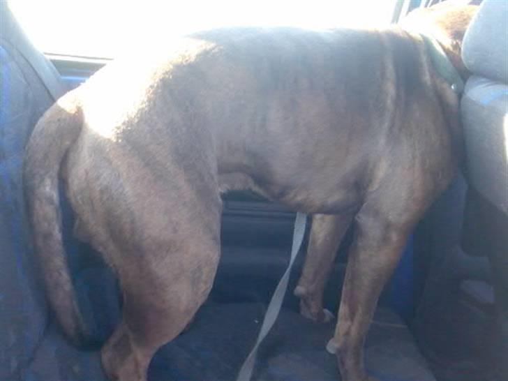 Blanding af racer Rexo~Jensen~ billede 9